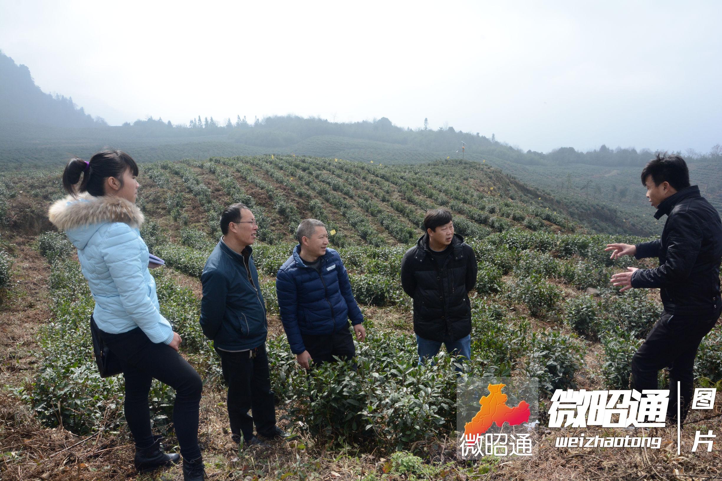 2025年全年資料免費(fèi)大全優(yōu)勢,新式數(shù)據(jù)解釋設(shè)想_美學(xué)版79.741