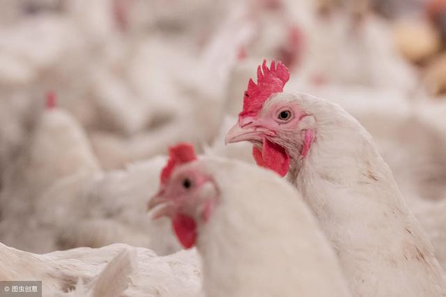 山東毛雞價(jià)格行情今日,山東毛雞價(jià)格行情今日，一場(chǎng)自然美景的旅行探索