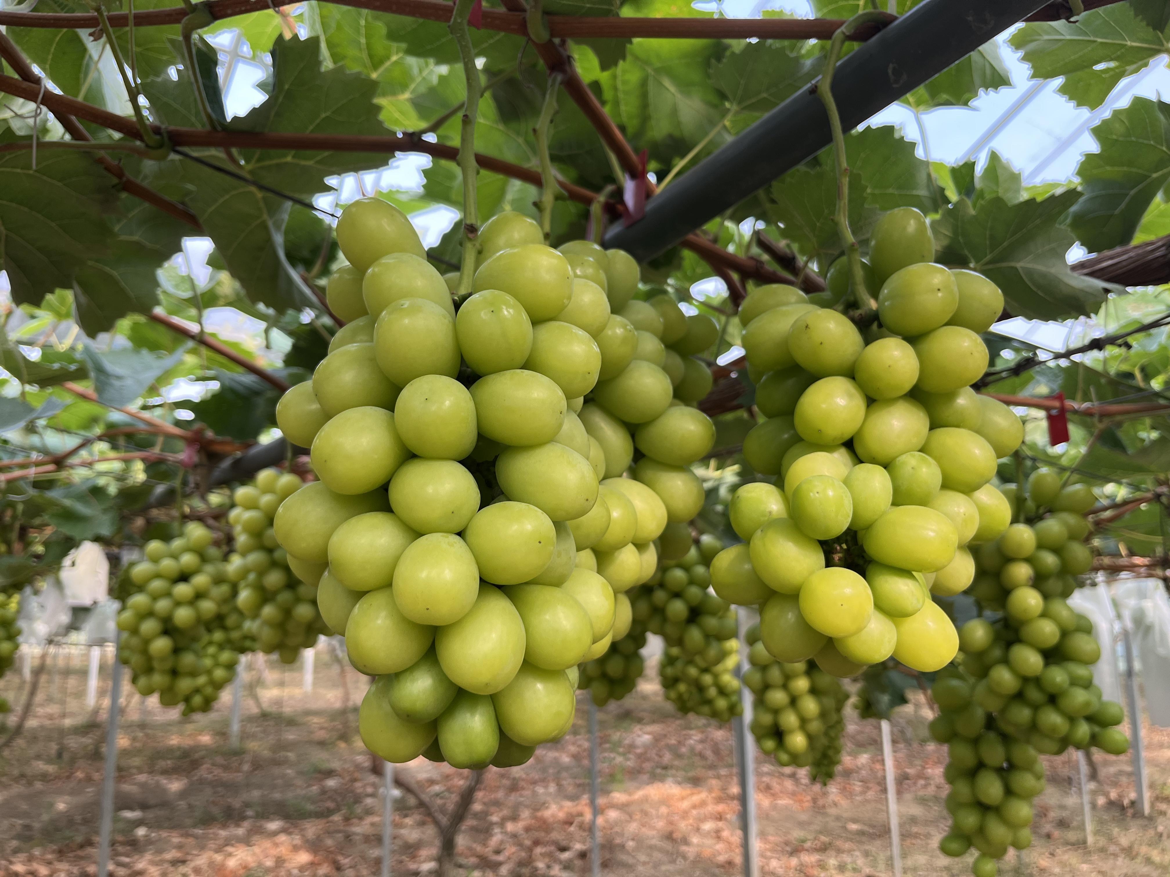 今日葡萄價(jià)格行情探索，小巷中的葡萄美酒奇緣揭秘