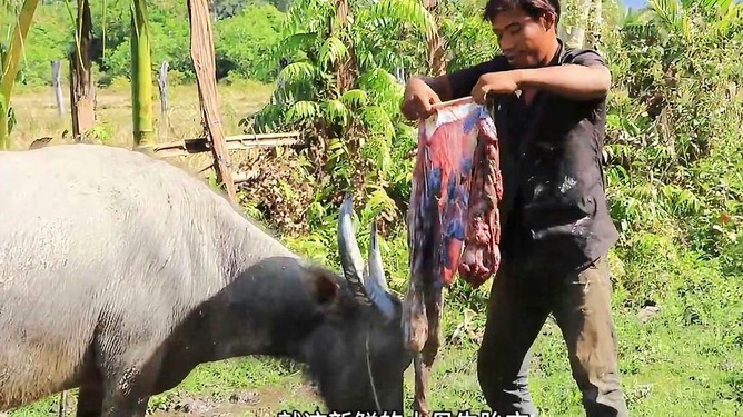 牛胎衣排出新方法，創(chuàng)新與變革引領(lǐng)自信與成就感