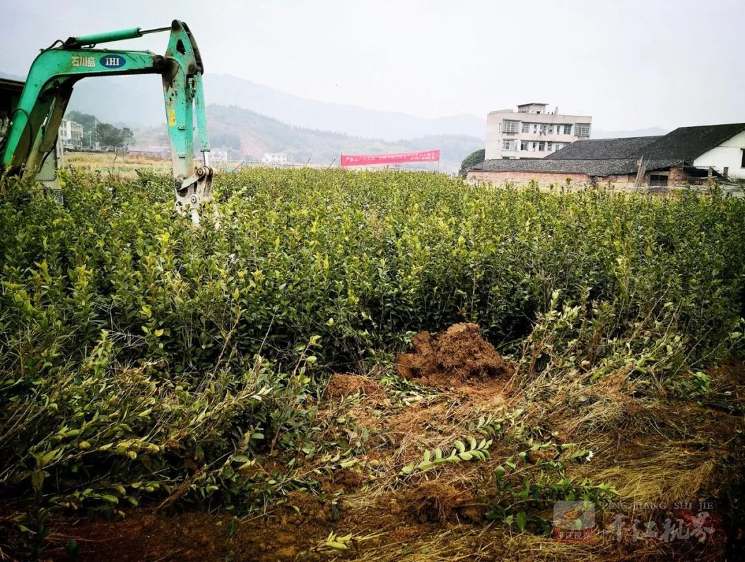 油茶苗價(jià)格揭秘，歷史背景、重大事件與產(chǎn)業(yè)地位