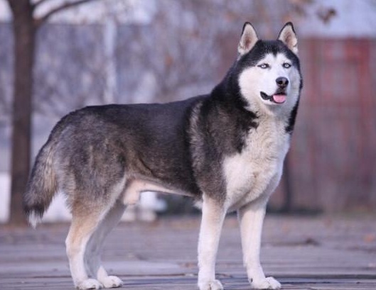 與狼共舞演員的高科技之旅，未來(lái)科技魅力體驗(yàn)