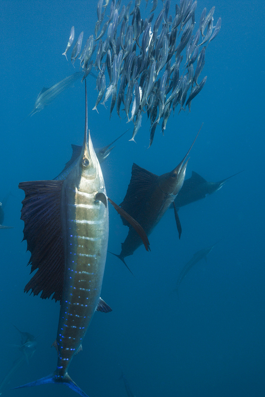 旗魚新版發(fā)布，探索未來科技的新里程碑，引領(lǐng)時(shí)代新潮流