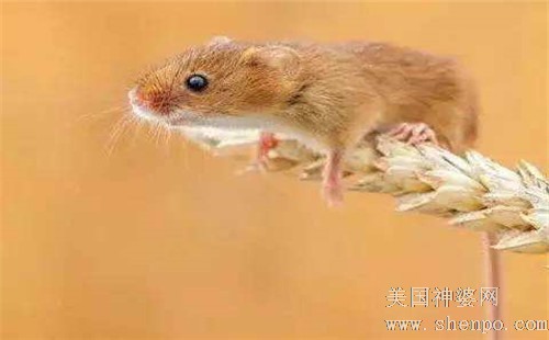 屬鼠明星大揭秘，閃耀娛樂(lè)圈的屬鼠藝人盤點(diǎn)