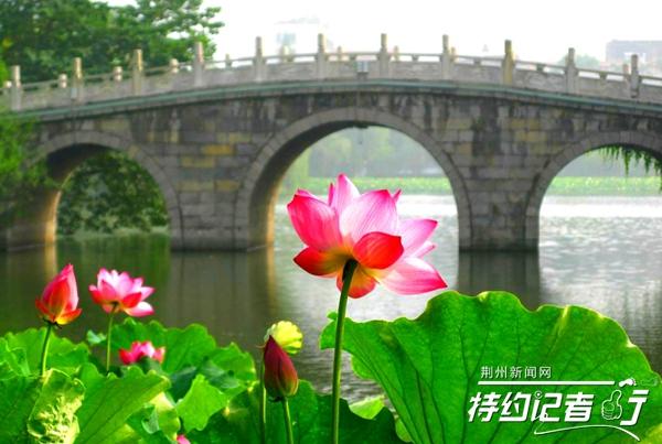 江津明月最新動態(tài)更新，最新進(jìn)展與資訊速遞