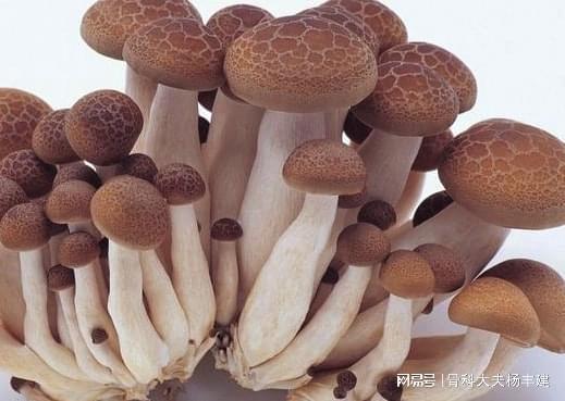 菌類行情深度探討與未來展望