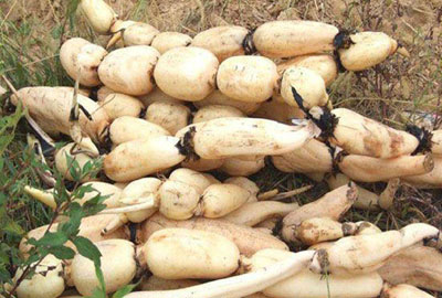 蓮藕市場行情概覽，最新行情動(dòng)態(tài)與趨勢分析