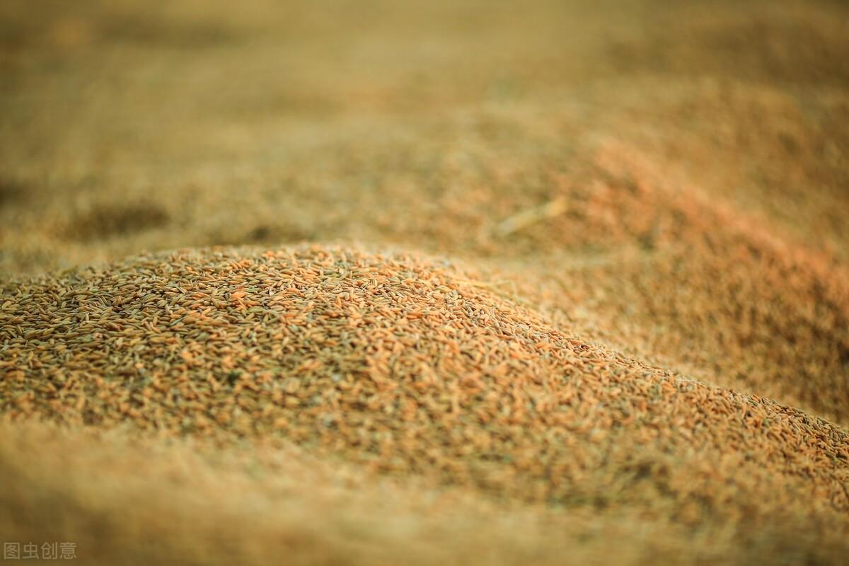 大米行情走勢(shì)，科技引領(lǐng)稻米產(chǎn)業(yè)創(chuàng)新，開啟全新生活體驗(yàn)時(shí)代