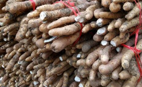 科技重塑山藥產(chǎn)業(yè)，最新價格行情引領(lǐng)前沿生活新風尚