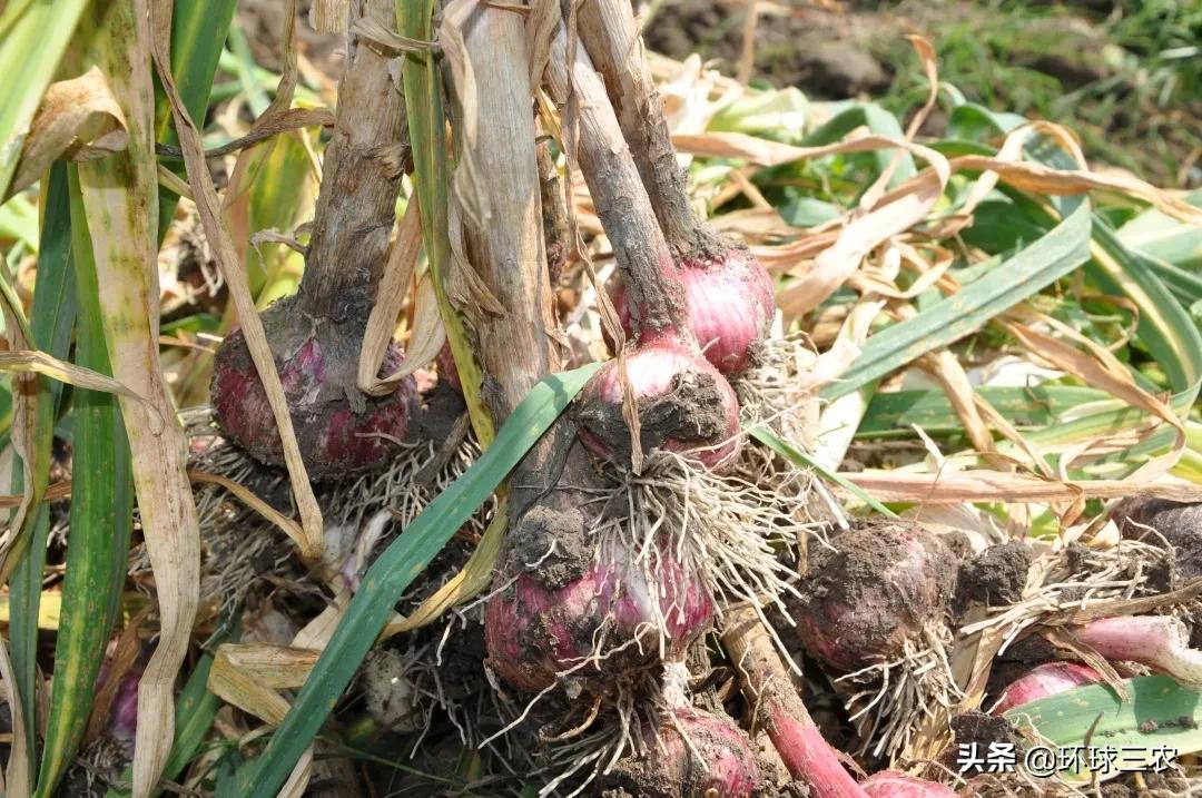 河南新鮮大蒜成長與無限可能，最新行情揭秘