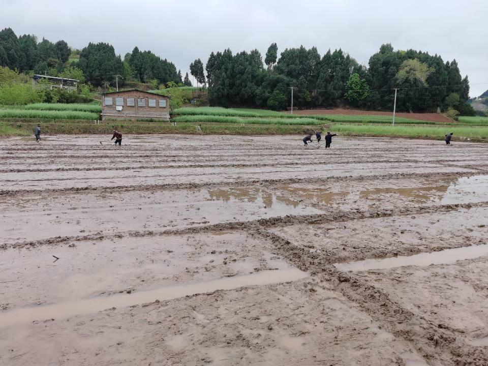 射洪美豐最新職位招聘信息更新通知