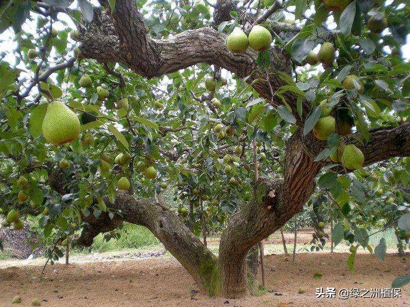 最新梨樹品種探秘，梨園秘境之小巷深處的瑰寶