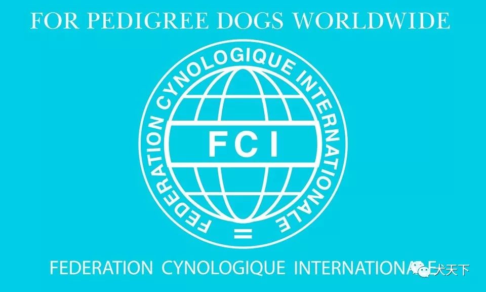 FCI比賽，寵物界的盛事