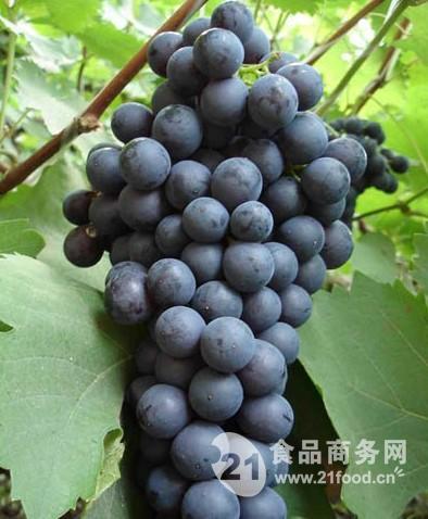夏黑葡萄行情分析與展望