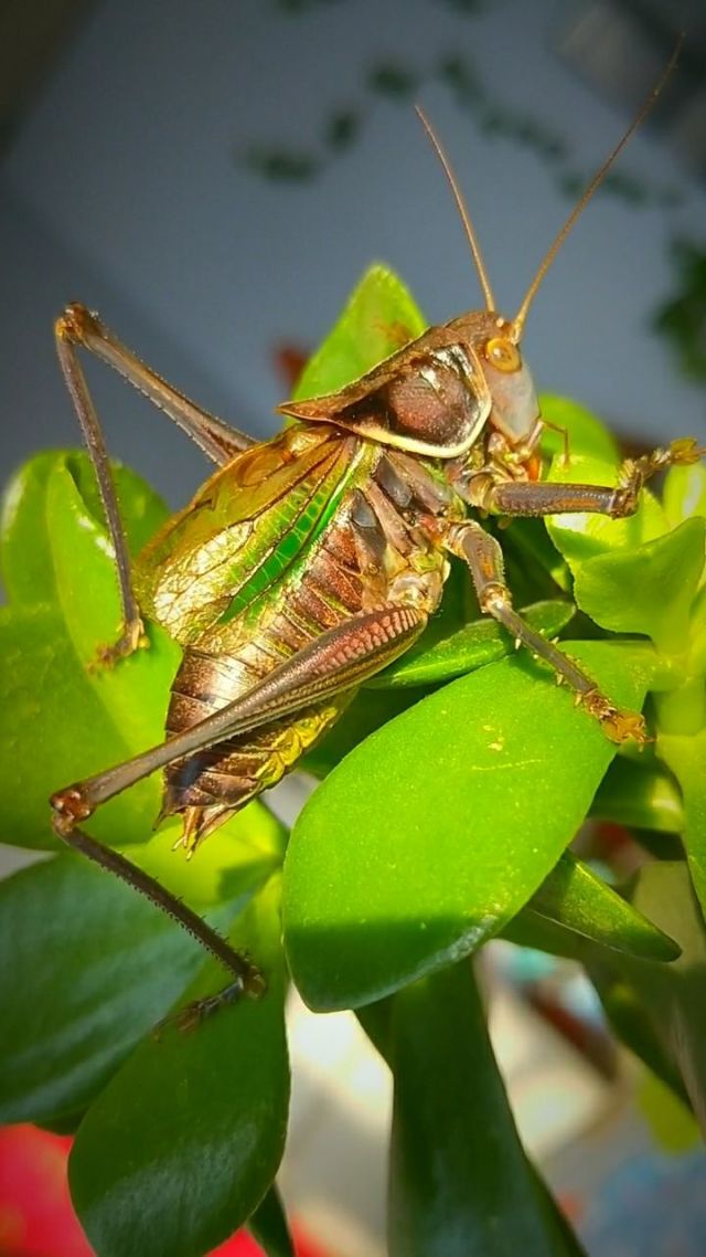大肚子蟈蟈比賽全攻略，飼養(yǎng)與比賽技能指南