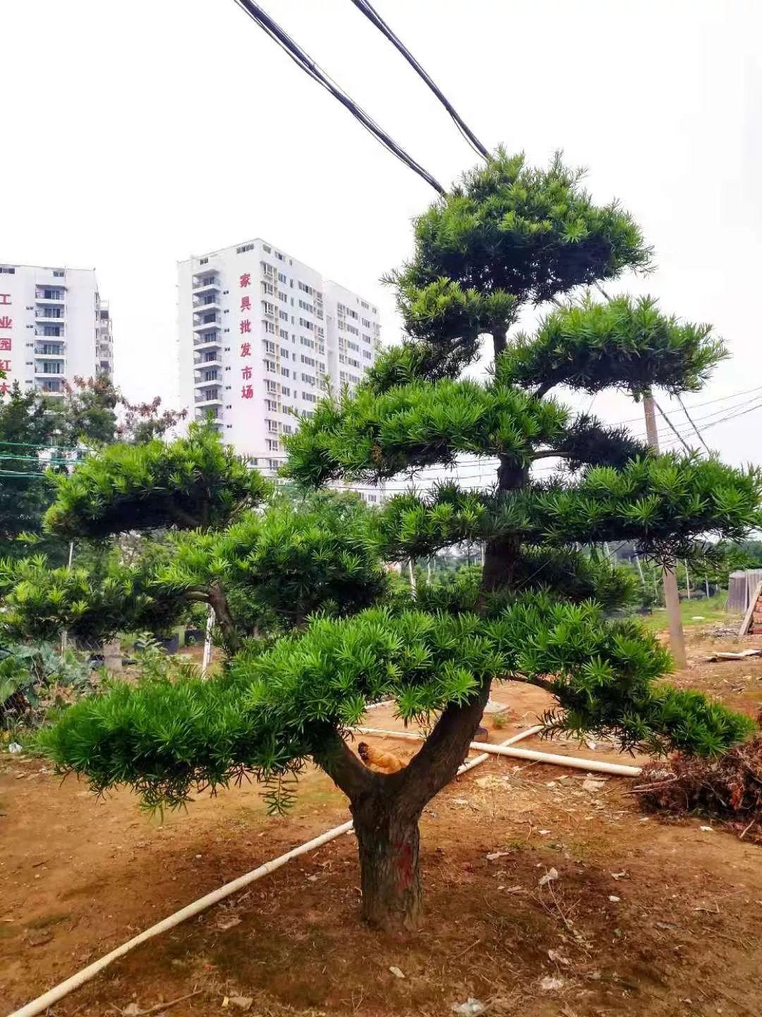 科技與自然的和諧融合，10公分羅漢松價格探究