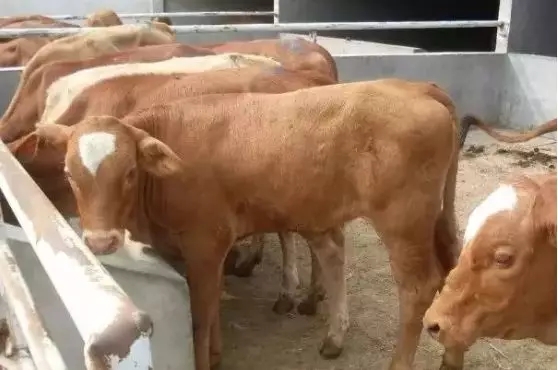 牛眼行情，高科技投資利器，引領(lǐng)未來(lái)財(cái)富增長(zhǎng)之路