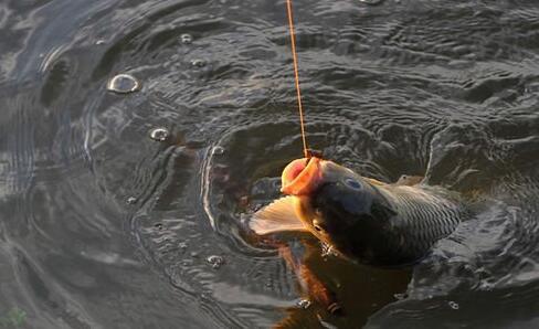 釣魚比賽線組——科技釣魚新時代的革新先鋒