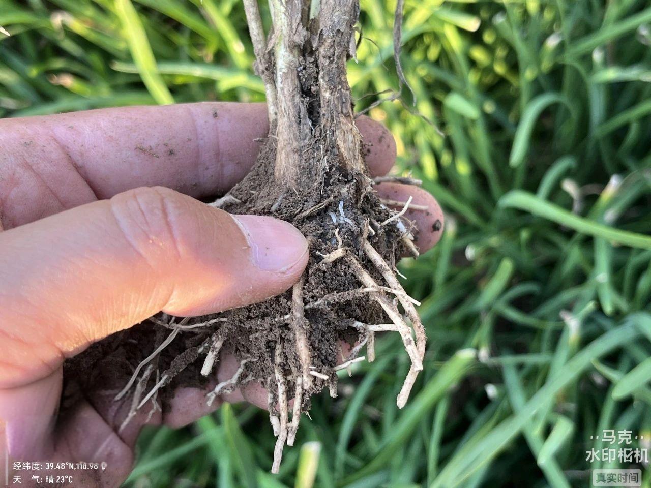 最新韭蛆防治藥物,最新韭蛆防治藥物使用指南