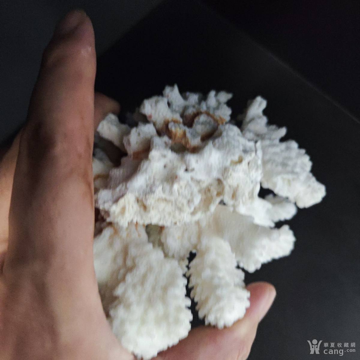 白珊瑚圖片及價(jià)格大全，選購指南