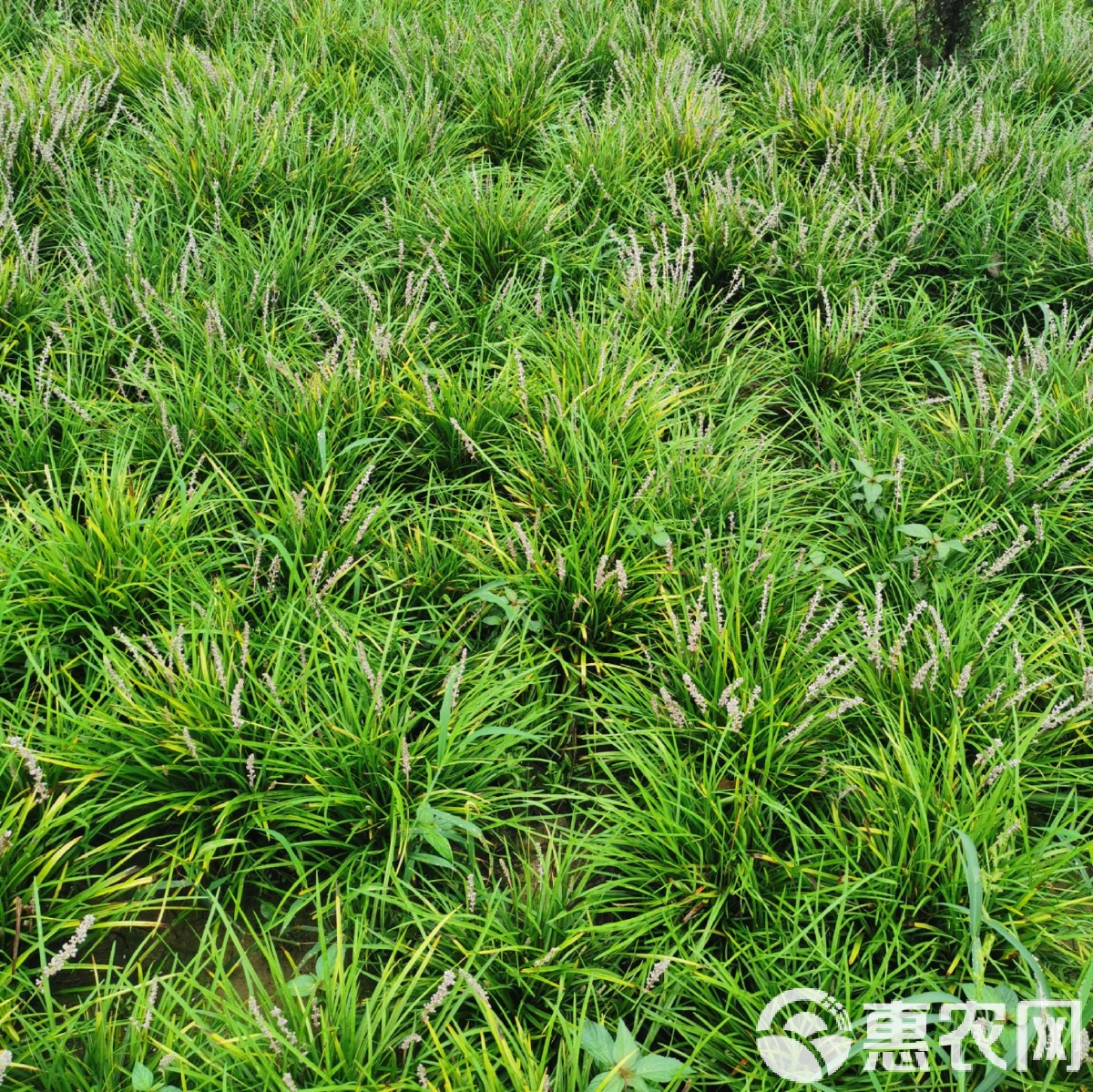 麥冬價(jià)格概覽，市場(chǎng)走勢(shì)、品質(zhì)差異與影響因素分析