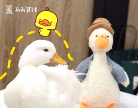 白鴨行情,白鴨行情，全面了解與把握行情的步驟指南