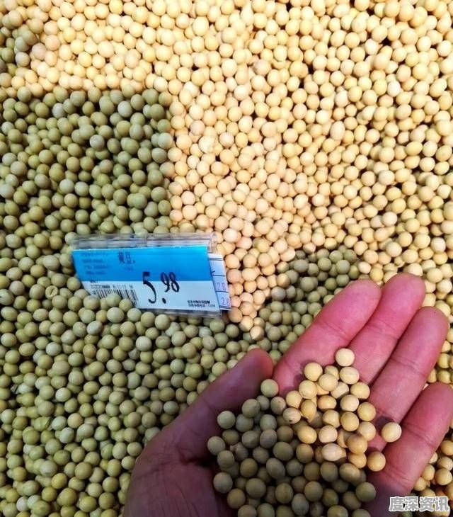 今日最新大豆價(jià)格,今日最新大豆價(jià)格，變化中的學(xué)習(xí)，孕育著自信與成就感