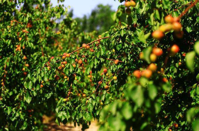 杏的上市時間，時光流轉(zhuǎn)中的果實盛宴