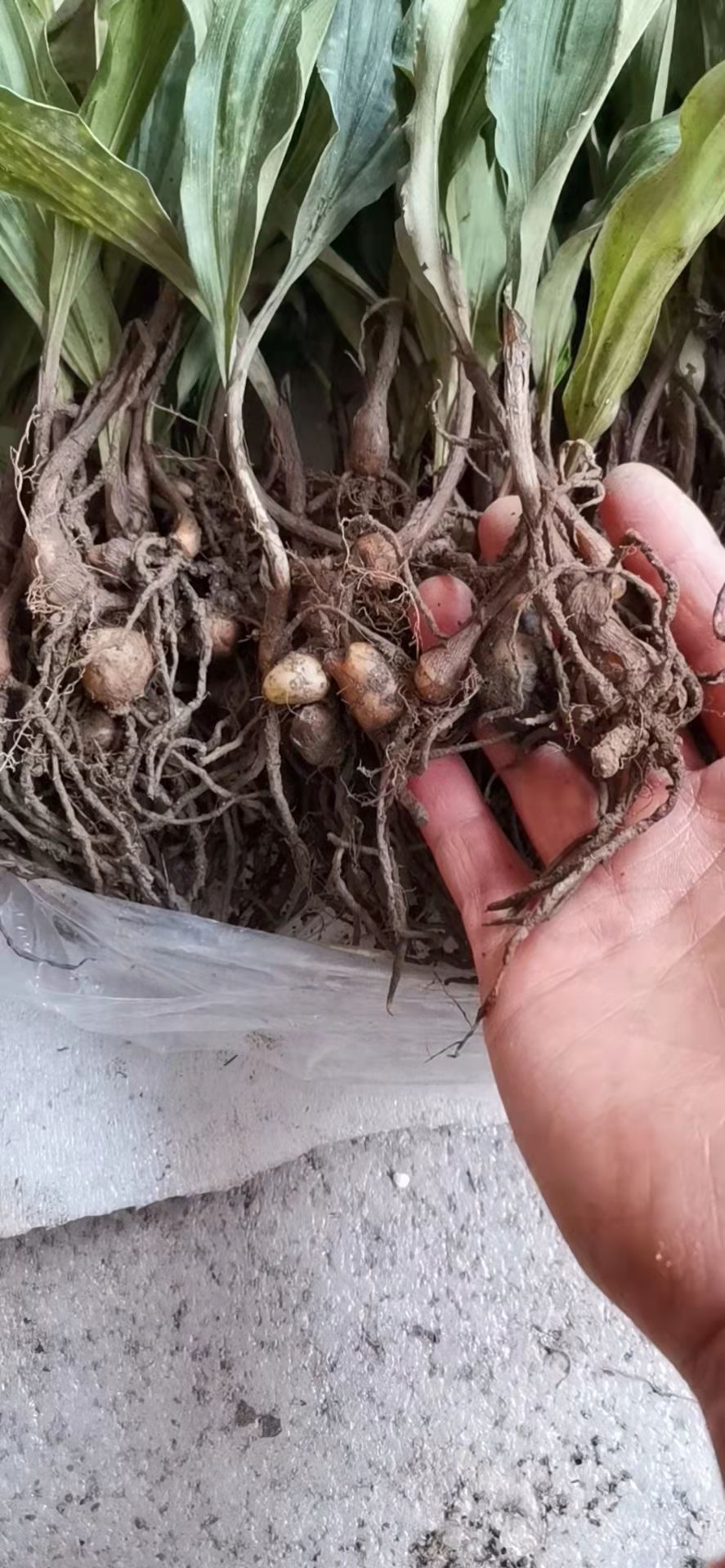 山慈菇價(jià)格動(dòng)態(tài)，科技新品引領(lǐng)未來(lái)生活新潮流