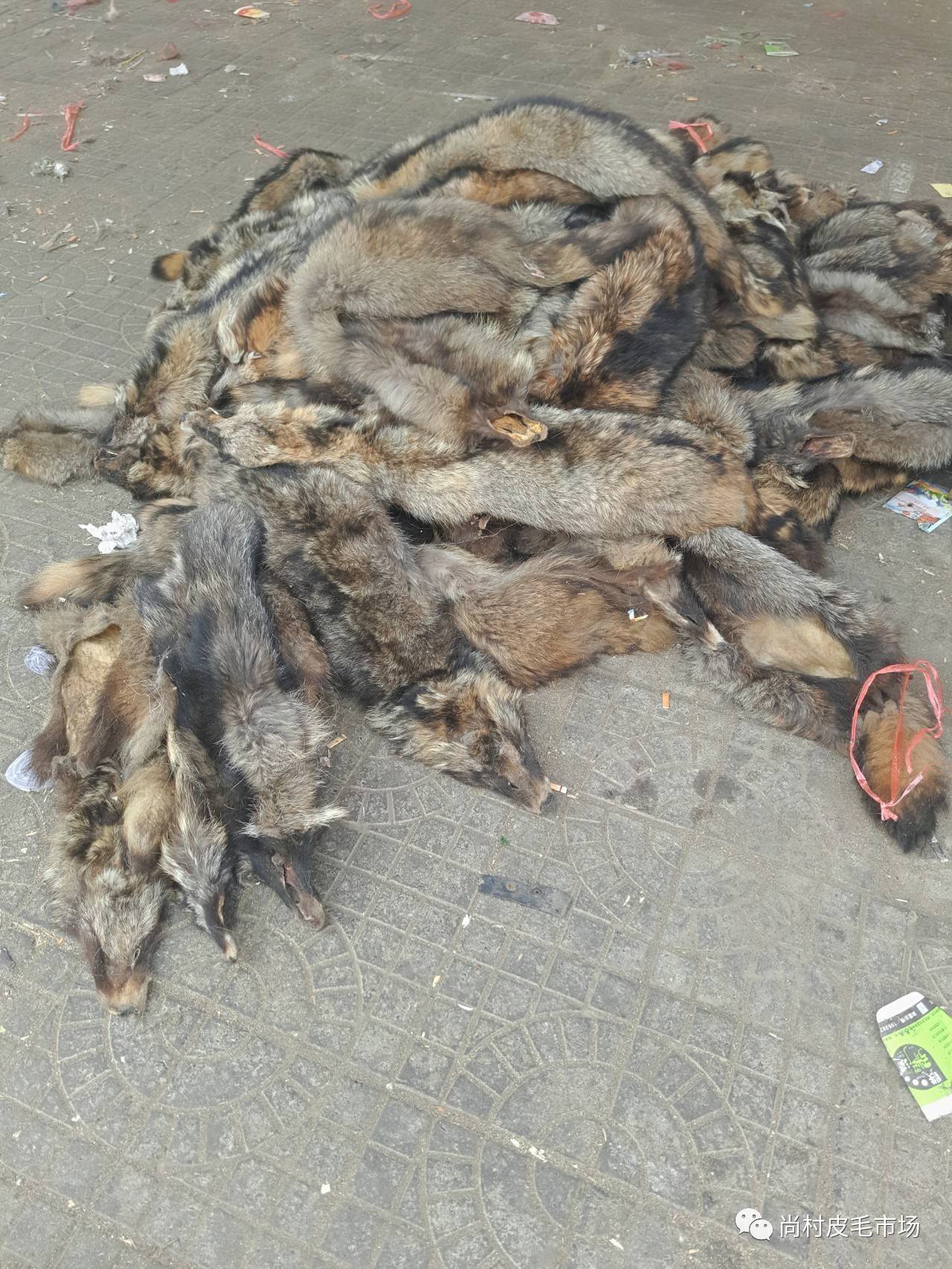 今日尚村狐貍皮毛價格行情，科技與傳統(tǒng)工藝的交融之美