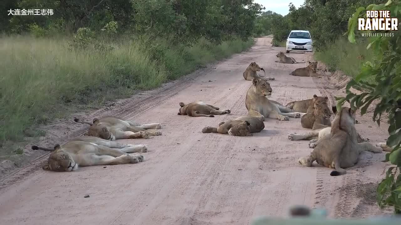 薩比森雄獅最新動(dòng)態(tài)揭秘，觀察任務(wù)指南，從初學(xué)者到進(jìn)階用戶(hù)的全方位指南
