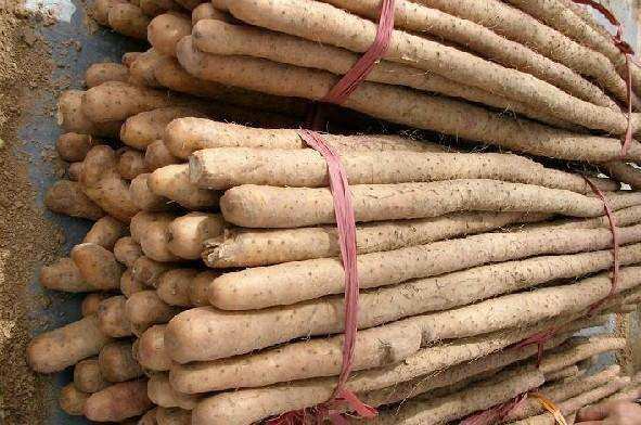 山藥價(jià)格多少錢(qián)一斤,探尋小巷中的山藥寶藏，一場(chǎng)關(guān)于美味山藥的探險(xiǎn)之旅