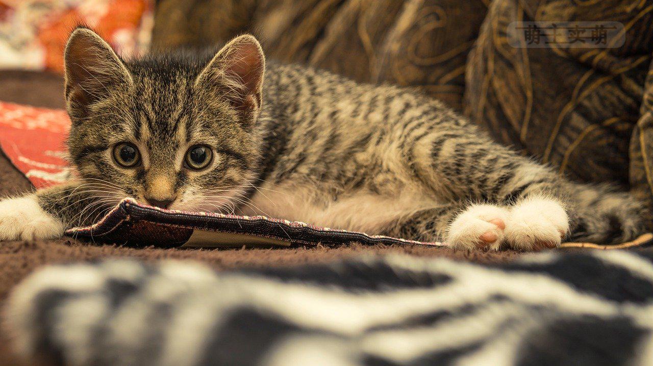 警惕涉黃陷阱，貓咪avmaomiav最新官網(wǎng)背后的虛假世界與探索真實(shí)美景的正確方式。