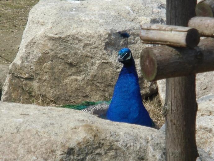 蘇州樂園森林世界最新游玩攻略大全