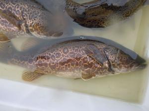 鱖魚養(yǎng)殖最新技術(shù)與綠色養(yǎng)殖實(shí)踐