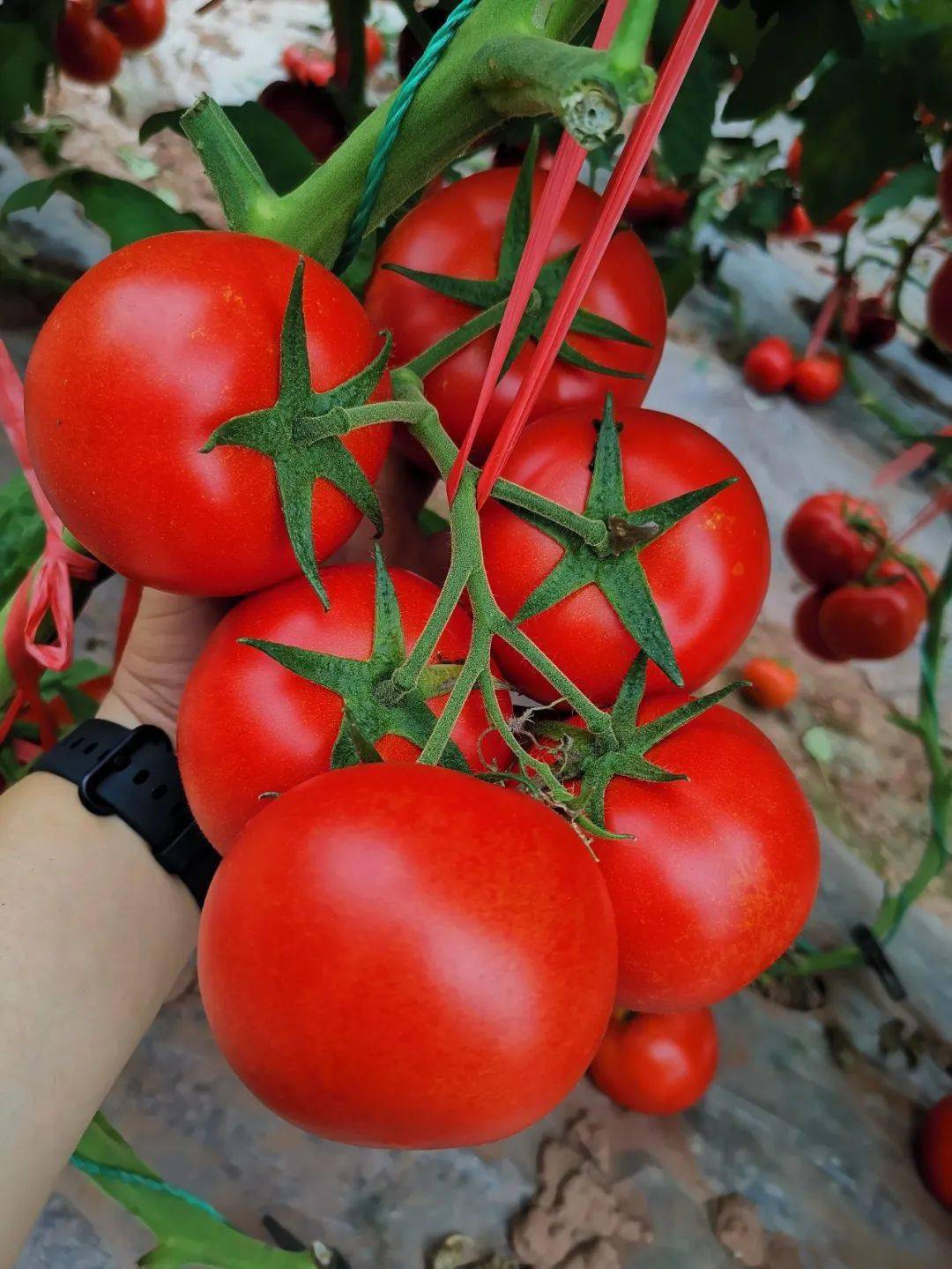 最新番茄品種，變化的力量與自信的種子之源