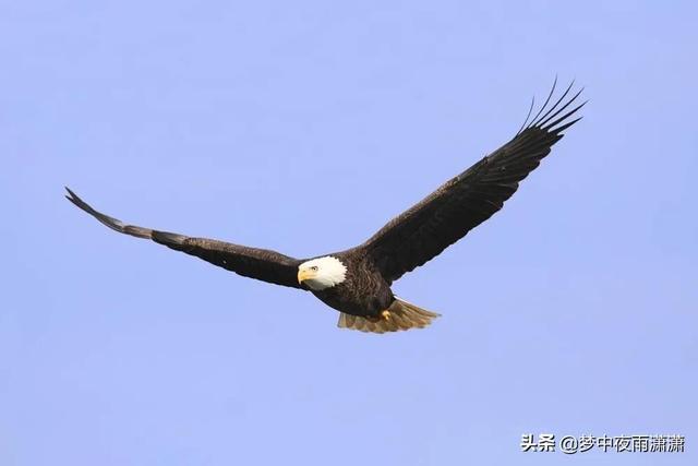 鷹擊最新深度解析，背景、重要事件與地位探討