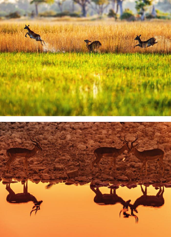 最新草原歌曲，綠意與浪漫情懷的無限領(lǐng)略