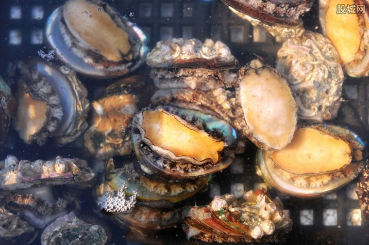 鮑魚最新行情概覽，市場走勢分析與未來展望