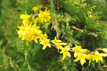 最新連翹價格與科技新品，感受科技魅力，生活蛻變之旅