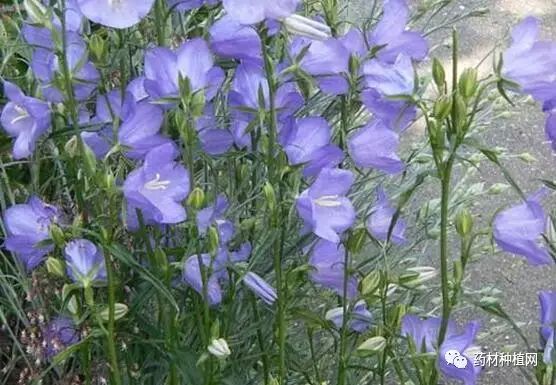 最新桔梗行情深度解析與展望