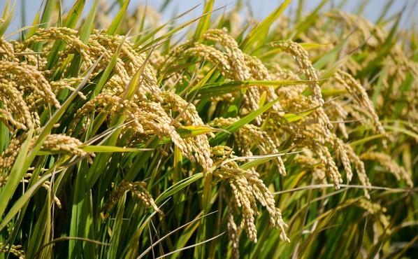 最新米價(jià)，小巷深處的米香小店揭秘