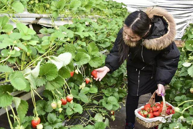 草莓最新栽,草莓最新栽培指南，一步步教你成為草莓種植達(dá)人