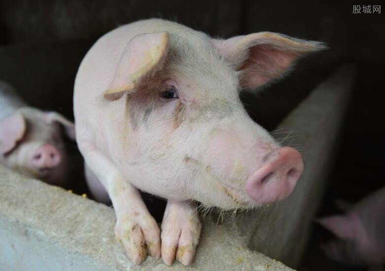 科技重塑畜牧業(yè)，最新毛豬報(bào)價(jià)，開啟智能養(yǎng)殖新紀(jì)元