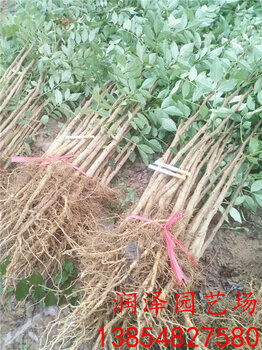 探索最新高清苗木世界的精彩之旅