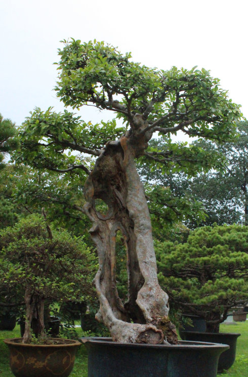 最新樹樁盆景，藝術(shù)與自然之美的完美融合