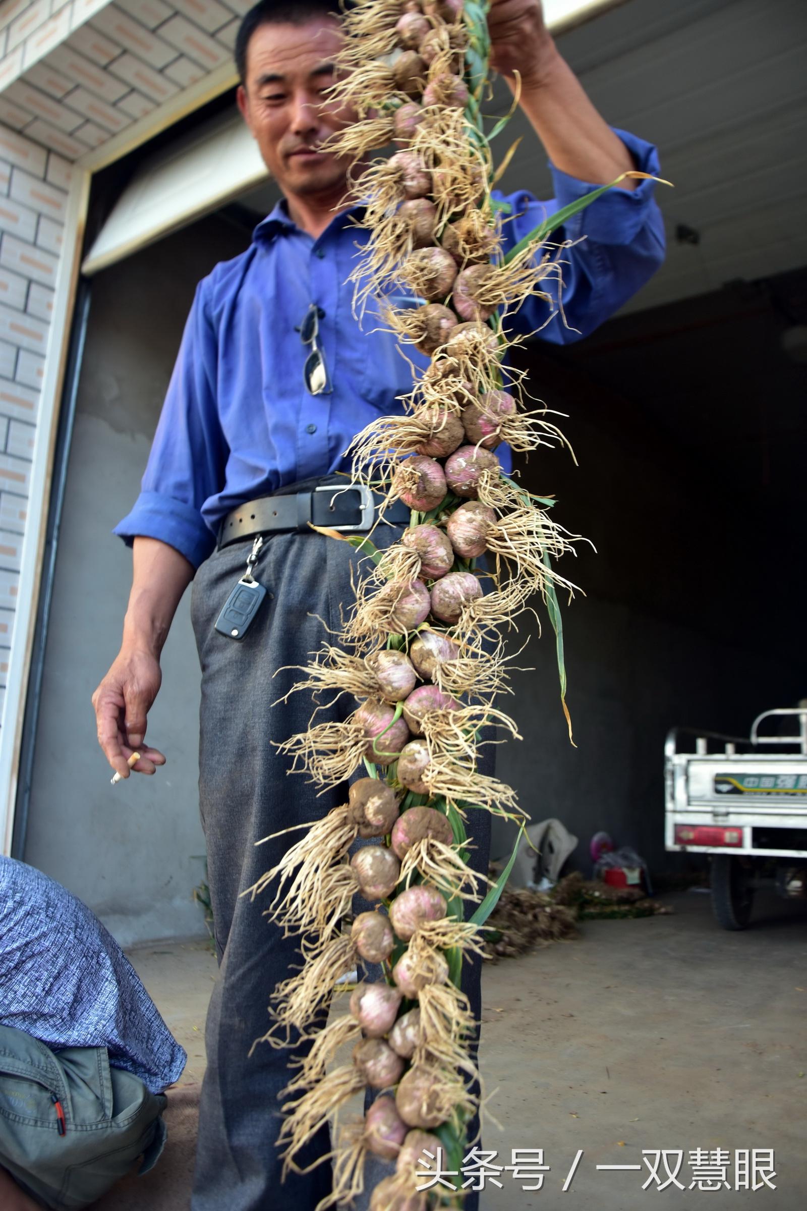 山東蒜頭最新價(jià)格，科技引領(lǐng)，大蒜智能化時(shí)代的新篇章