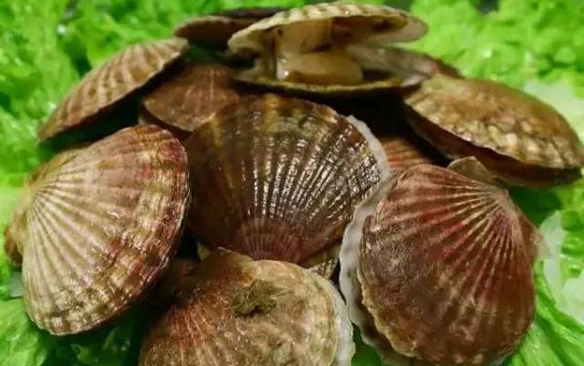 扇貝最新版，掀起學(xué)習(xí)革命，塑造自信與成就感的源泉