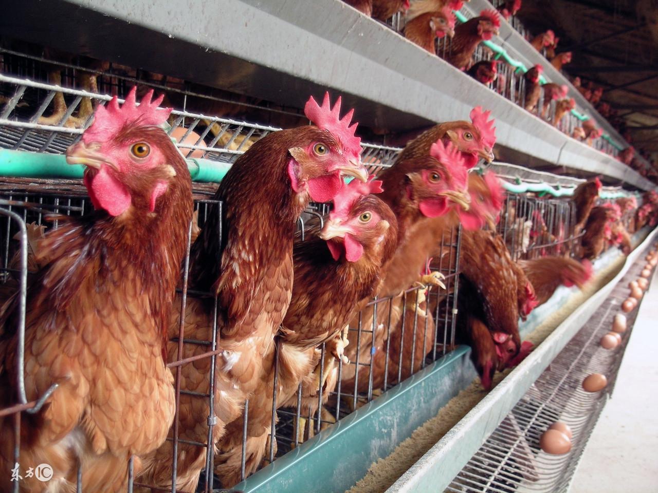 湖北雞蛋最新價格全面解析與獲取指南