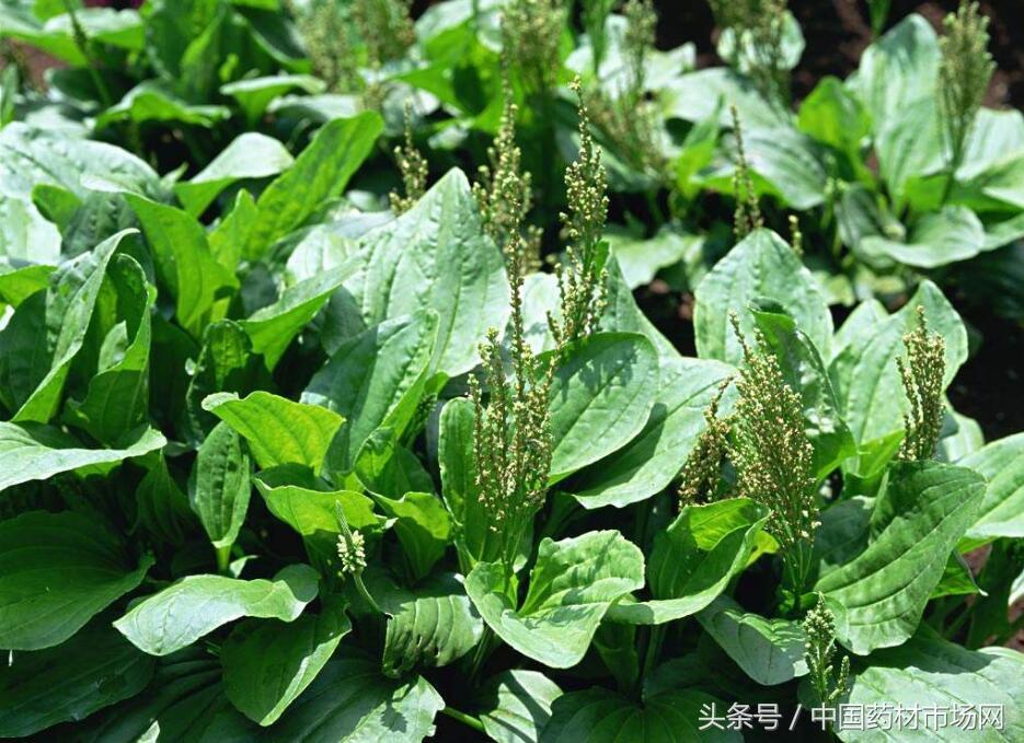 科技重塑生活，水煮連翹最新價(jià)格與未來智能體驗(yàn)的魅力